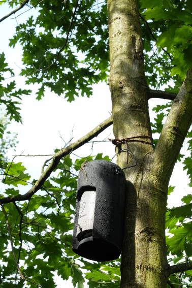 bat box per pipistrelli a